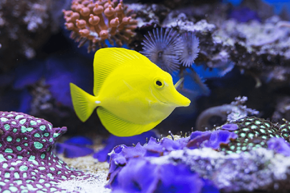 What Are the Coolest Saltwater Aquarium Fish?